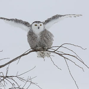 Snowy Owls, Canada, January 2010