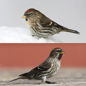 What are the differences between an Icelandic Redpoll and a Greenland Redpoll?