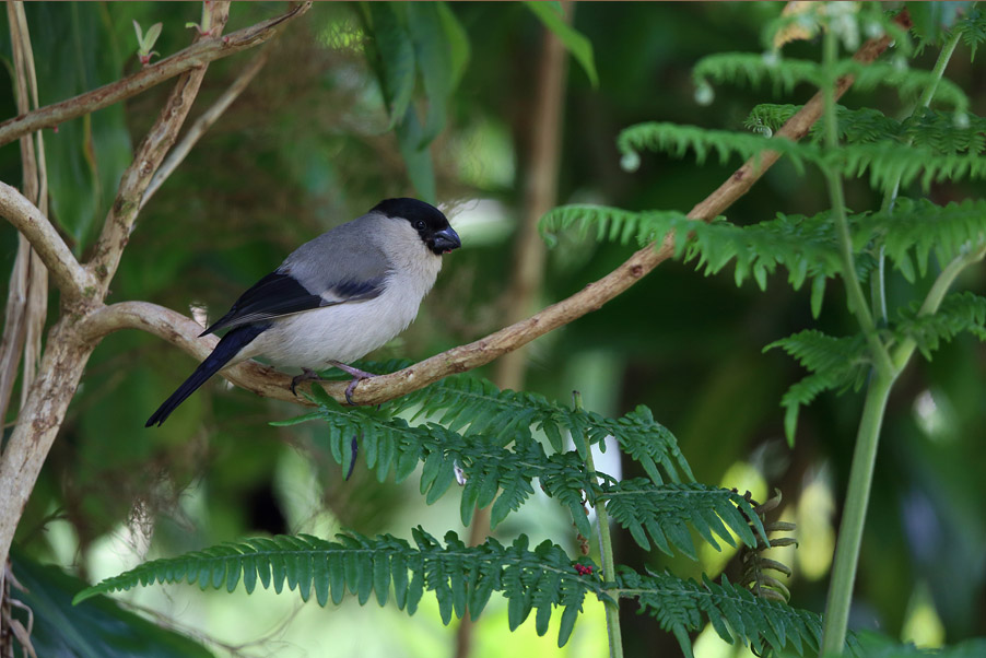 The gems of the Portugese Azores are the endemic Azores Bullfinches...