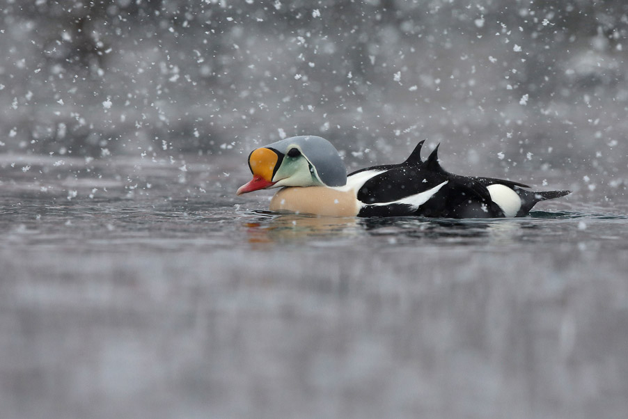 De aanloop naar een vogelfototrip was nog nooit zo slecht...