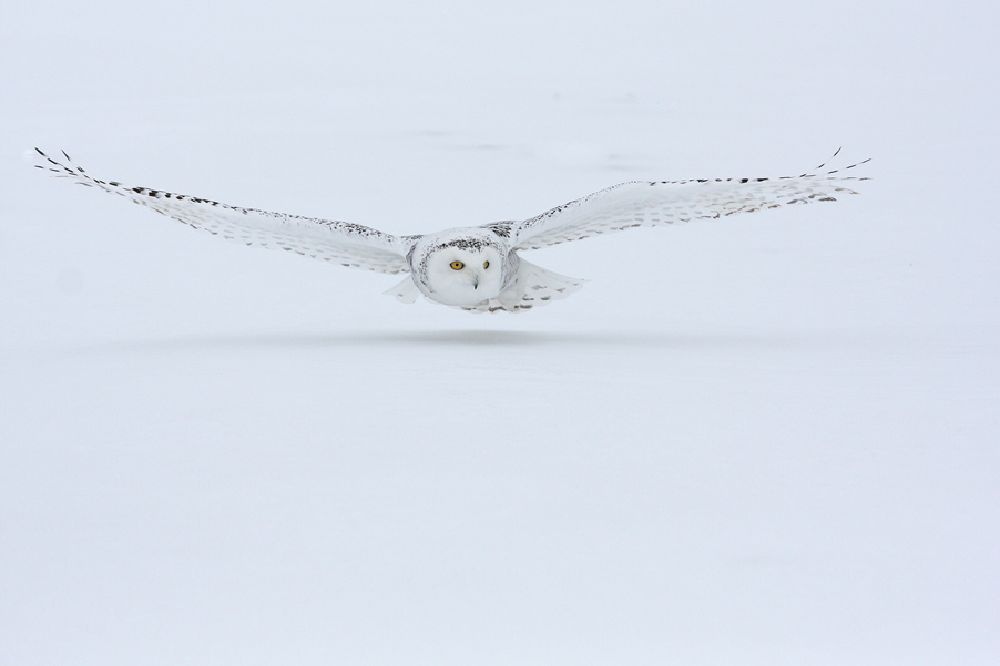 In januari 2010 ben ik naar Canada gegaan om sneeuwuilen te fotograferen...