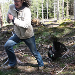 Crazy capercaillie