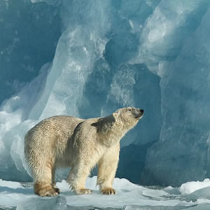 Spitsbergen - Svalbard 2010