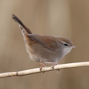 How to photograph a Cetti's Warbler?