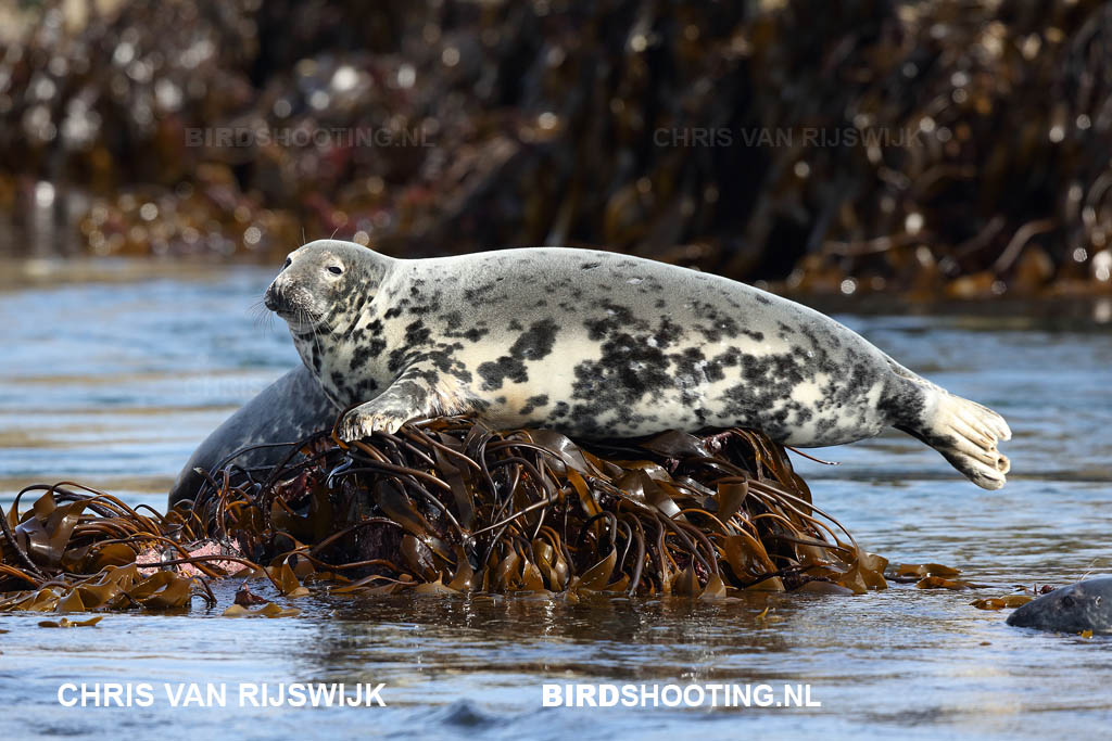 Grijze zeehond 13 R9A0517DPP