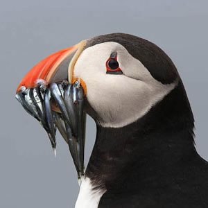 Papegaaiduikers op Farne Islands