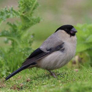 Azores Bullfinches 