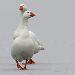 Foie gras