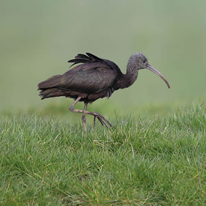 De zwarte ibis en een jeugdzonde