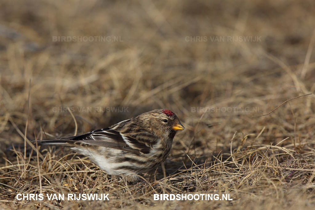 Groenlandse barmsijs 13 R9A8638DPP