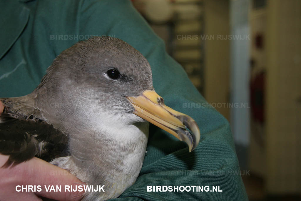 Kuhls Pijlstormvogel 08 2465