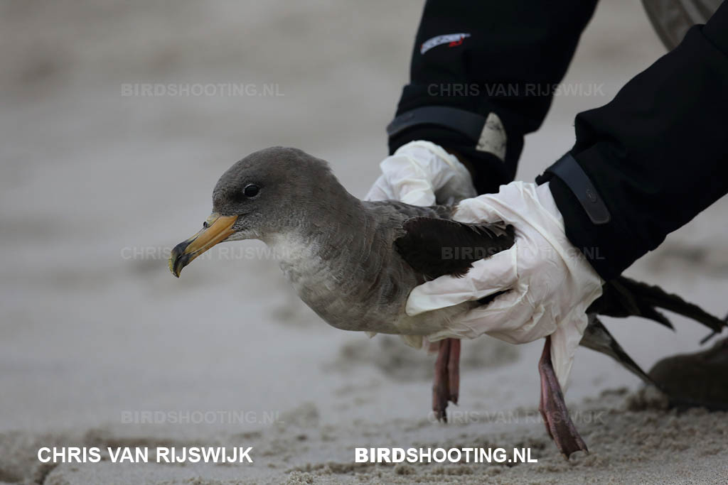 Kuhls pijlstormvogel 12 AR9A9740DPP