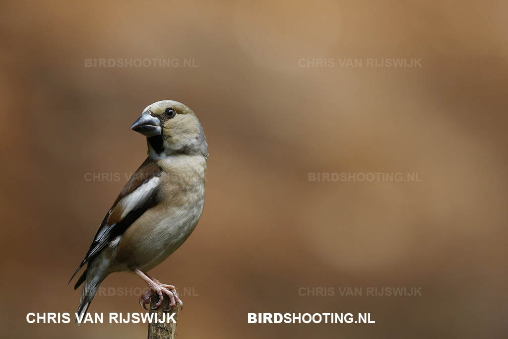 Appelvink 18 R9A7344