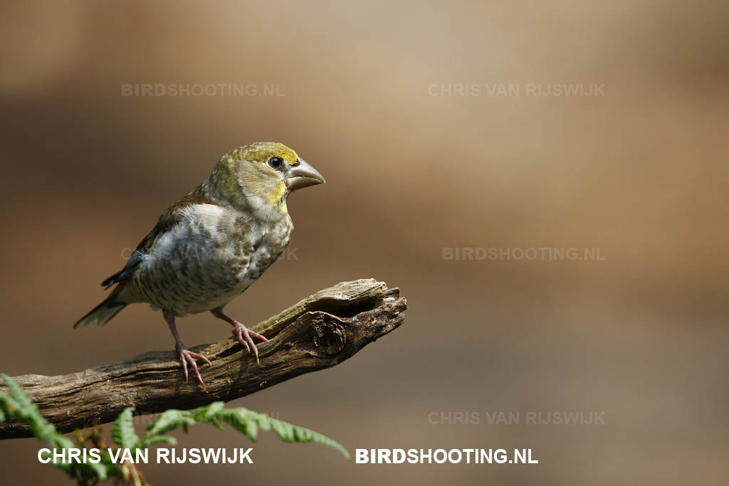 Appelvink 18 R9A7387