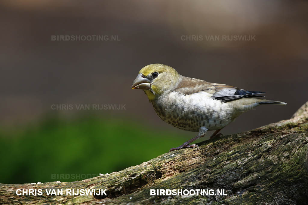 Appelvink 18 R9A7662