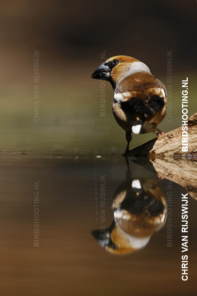 Appelvink 18 R9A7969