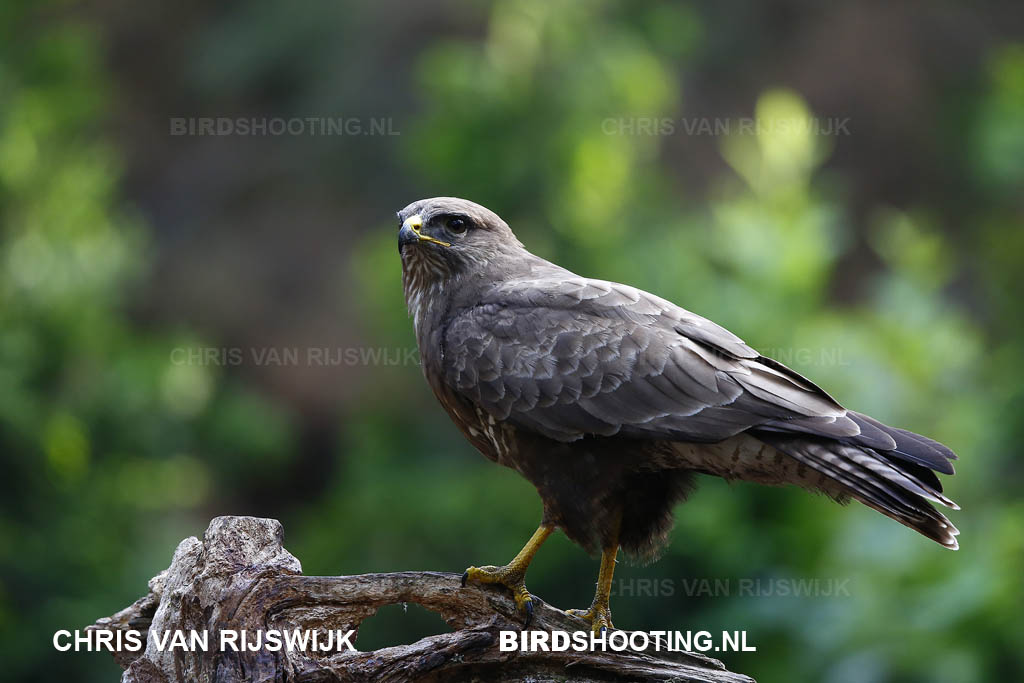 Buizerd 18 R9A6822