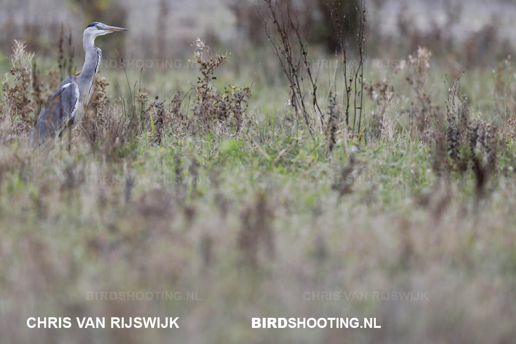 07Blauwe reiger 16 Z9A5525