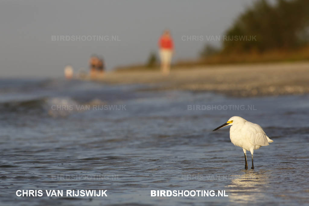 27Kleine zilverreiger 17 R9A5830