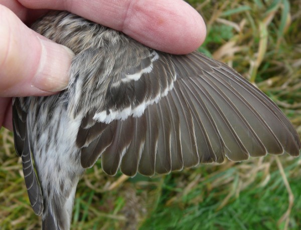 Arctic Redpoll wing 600 x 459