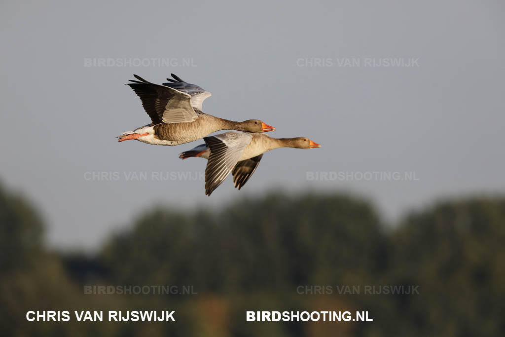 Grauwe gans 18 Z9A2936
