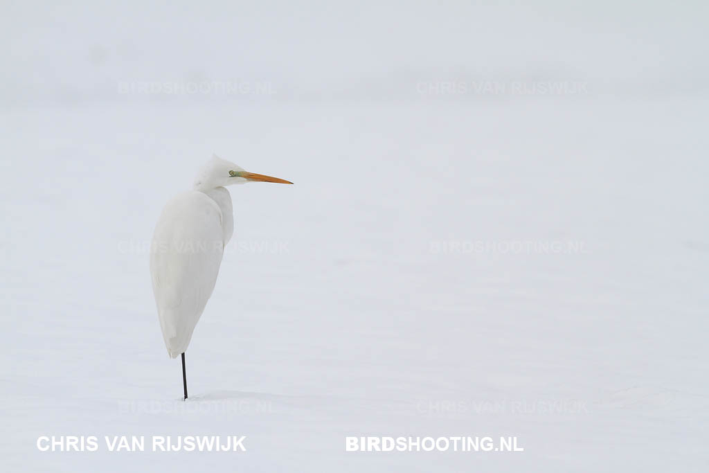 Grote zilverreiger 10 6461