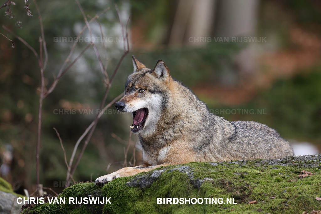 Wolf 12 R9A4435DPP