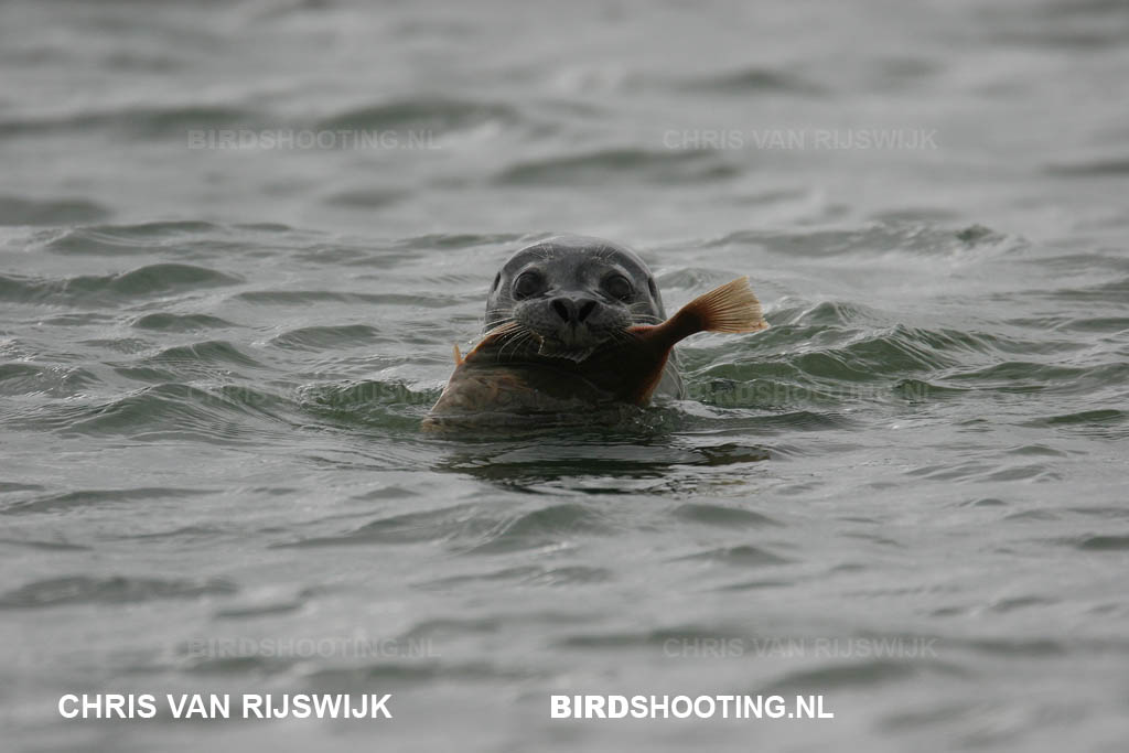 Zeehond 07 9131