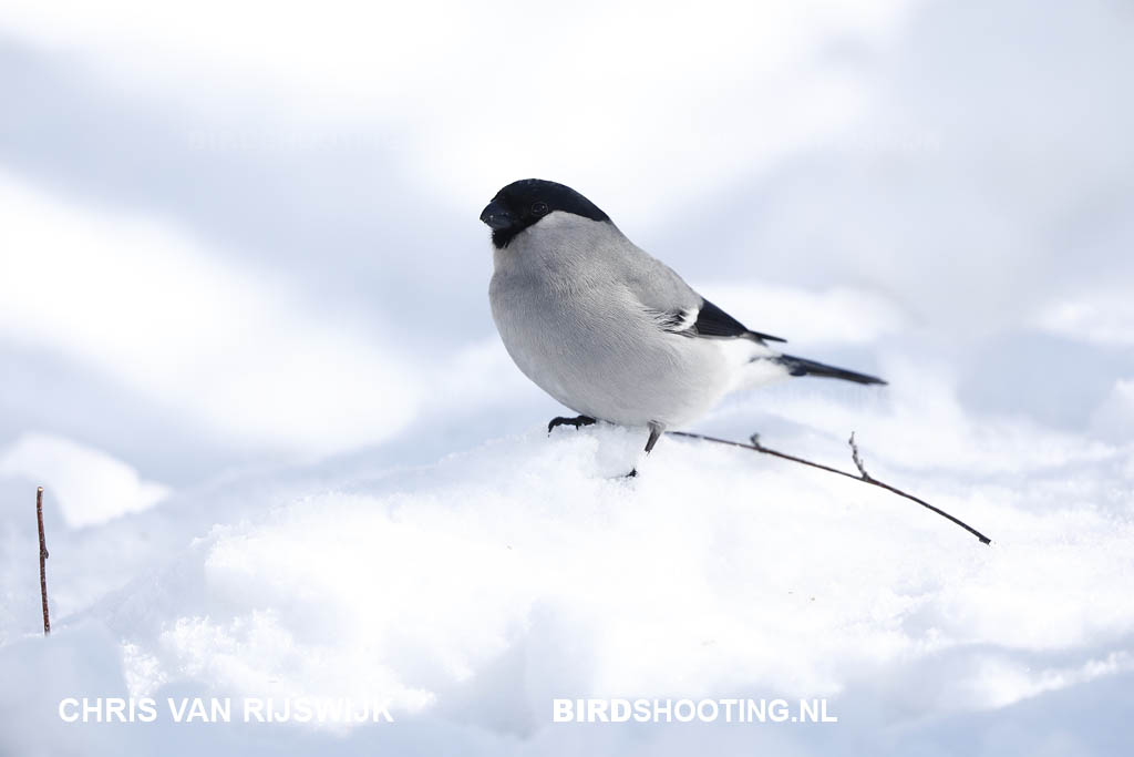 Blauwe goudvink 19 Z9A3660