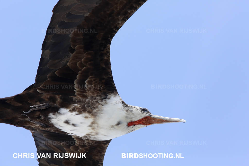 Amerikaanse fregatvogel 14 R9A9413