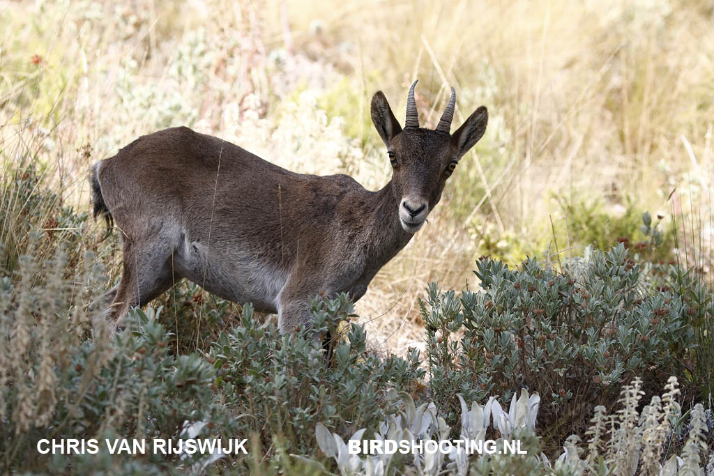 Steenbok 19 Z9A7315