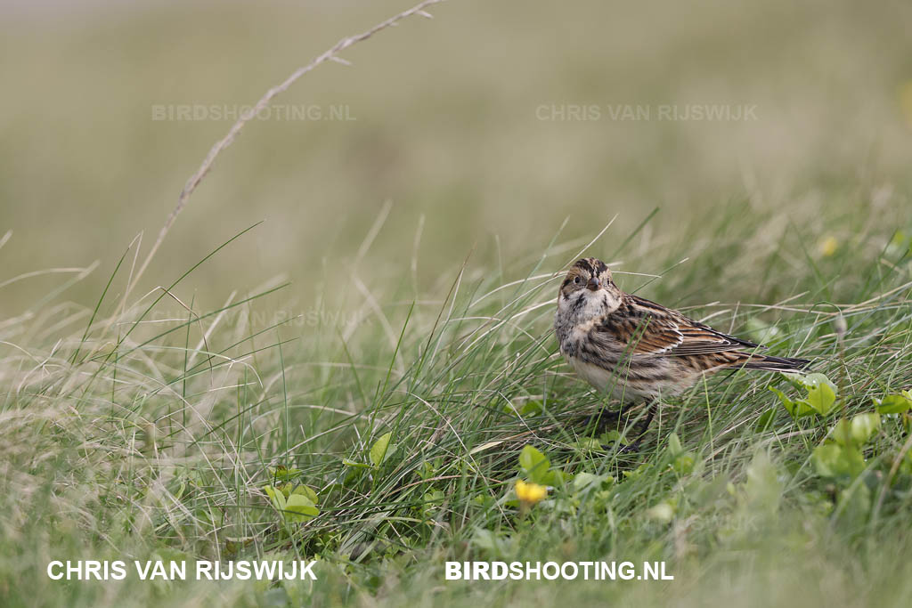 IJsgors 20 T4A7790 Maasvlakte