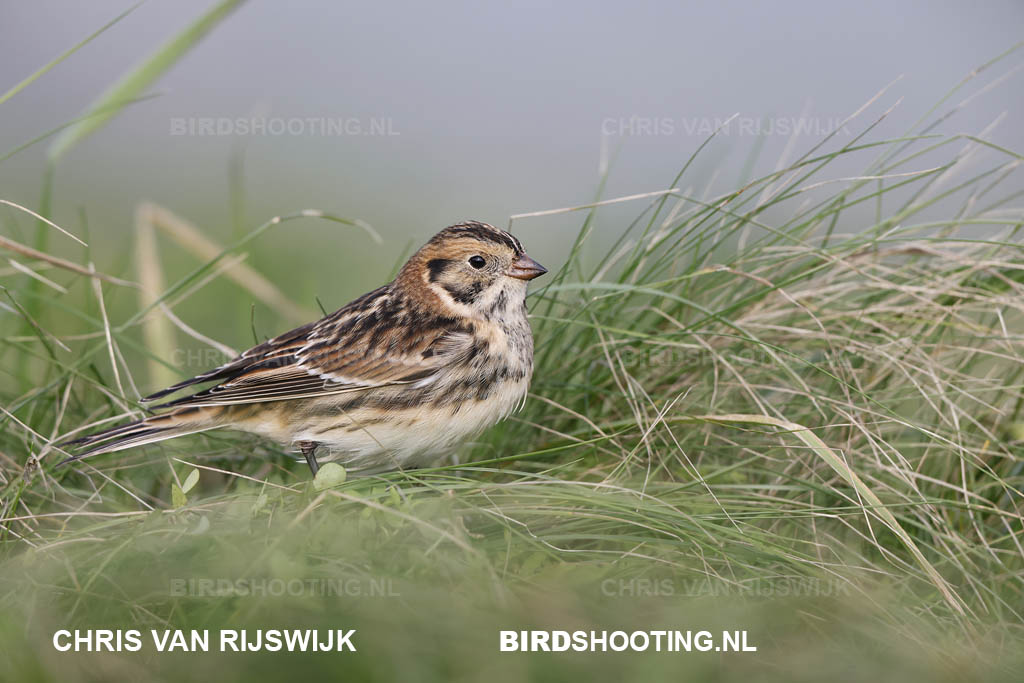 IJsgors 20 T4A8138 Maasvlakte