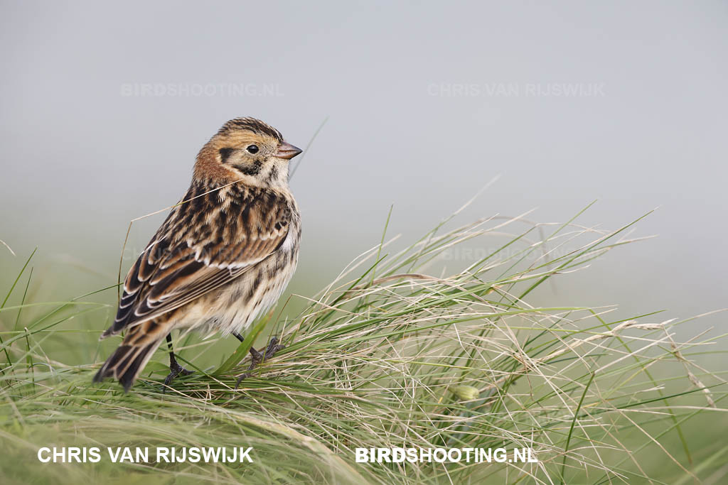 IJsgors 20 T4A8165 Maasvlakte