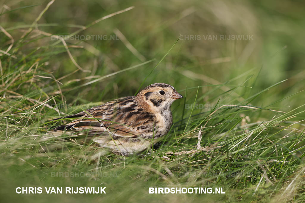 IJsgors 20 T4A8277 Maasvlakte