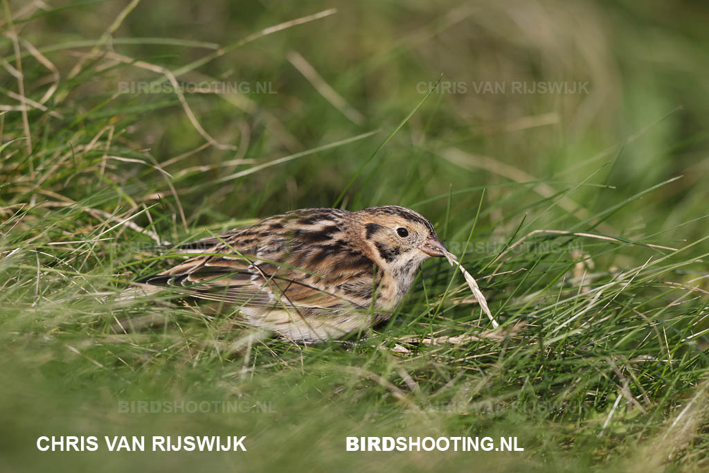 IJsgors 20 T4A8283 Maasvlakte