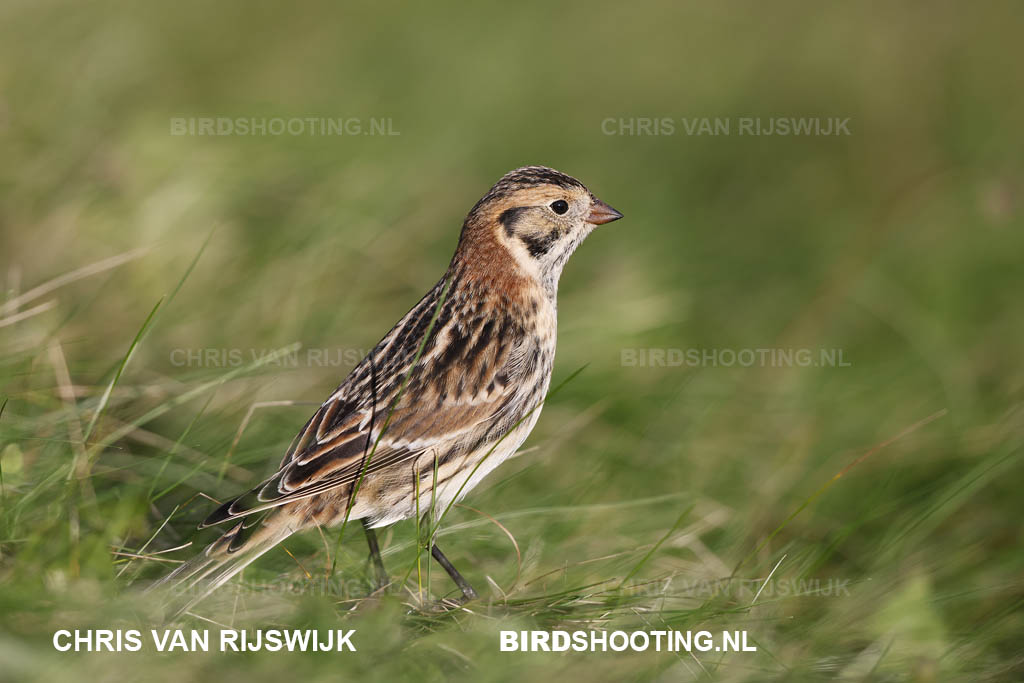 IJsgors 20 T4A8463 Maasvlakte