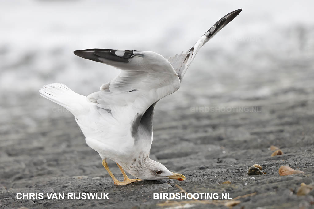 Geelpootmeeuw 20 T4A3584 Maasvlakte