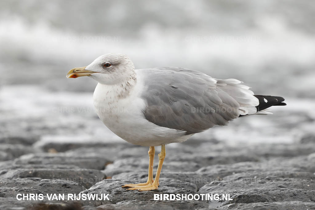 Geelpootmeeuw 20 T4A3645 Maasvlakte