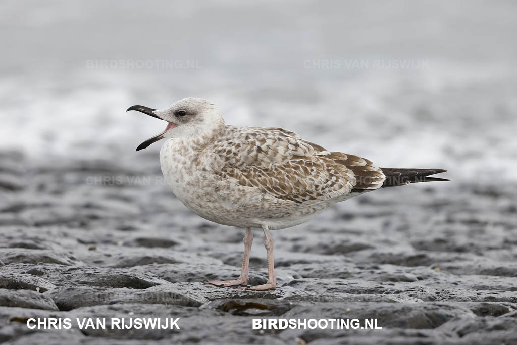 Geelpootmeeuw 20 T4A4110 Maasvlakte