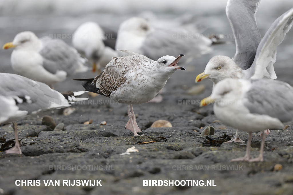 Pontische meeuw 20 T4A3373 Maasvlakte