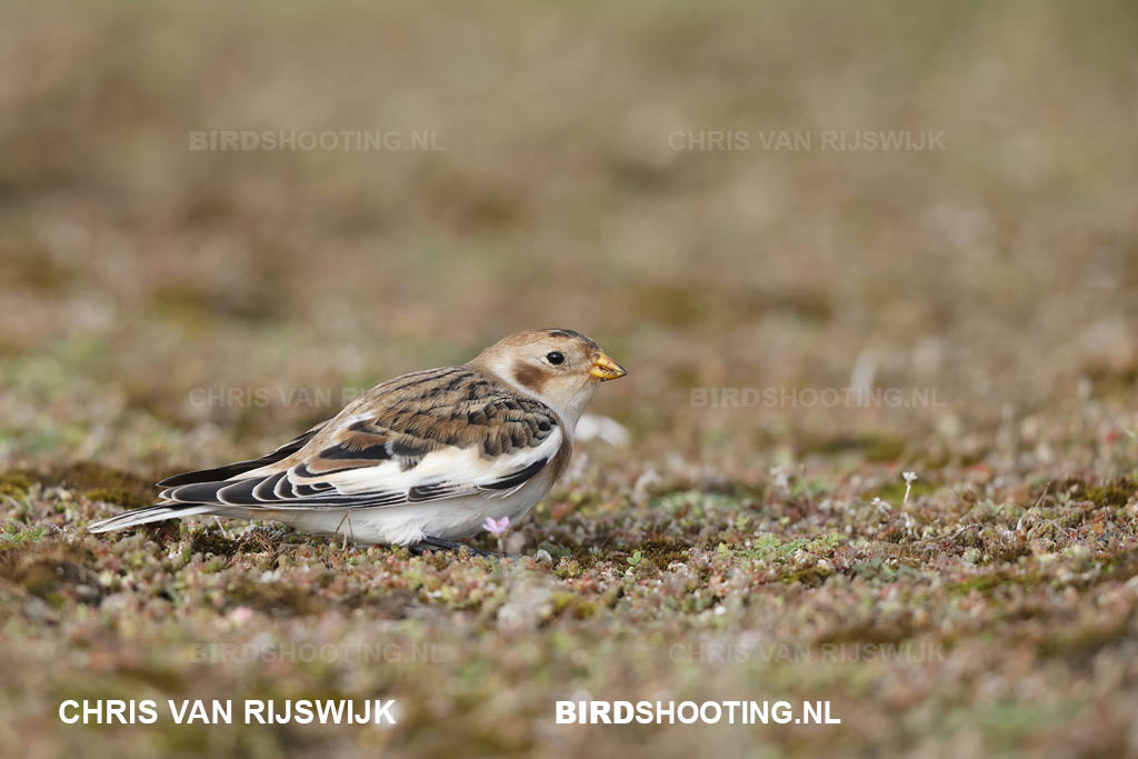 Sneeuwgors 20 T4A5742 Maasvlakte