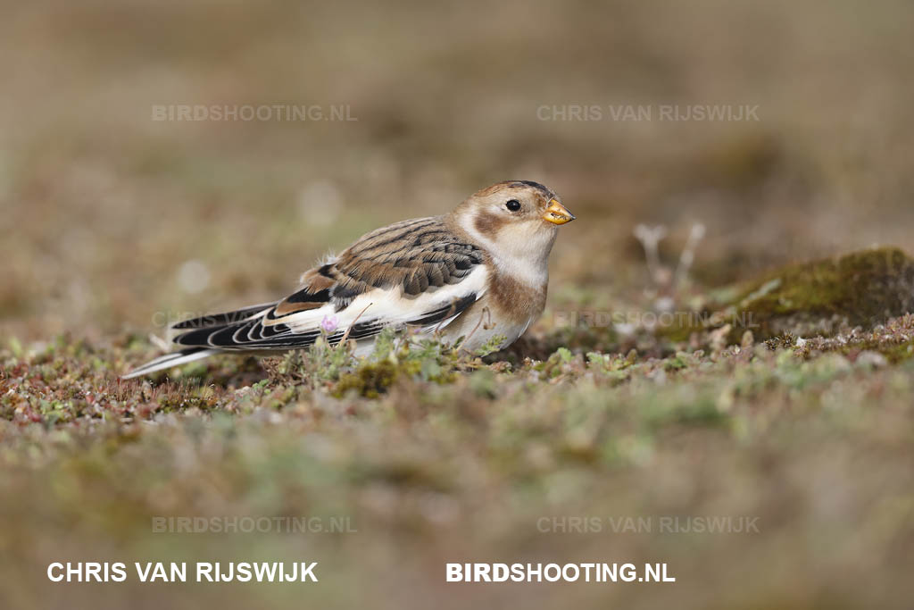 Sneeuwgors 20 T4A6027 Maasvlakte