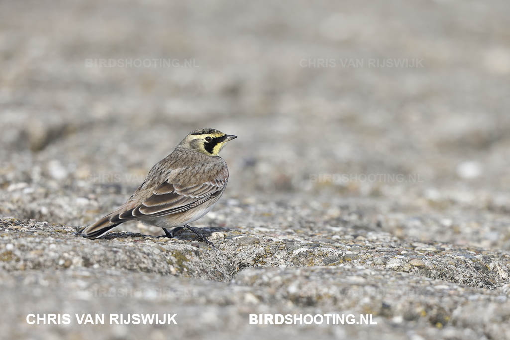 Strandleeuwerik 20 T4A6660 Maasvlakte