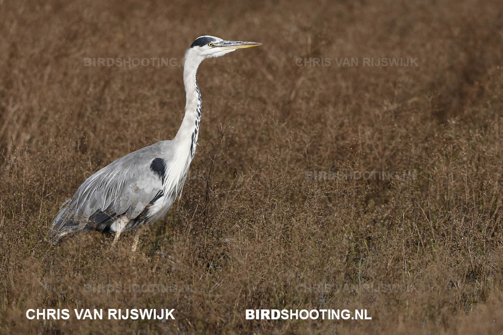 Blauwe reiger 20 T4A9087 Rottemeren