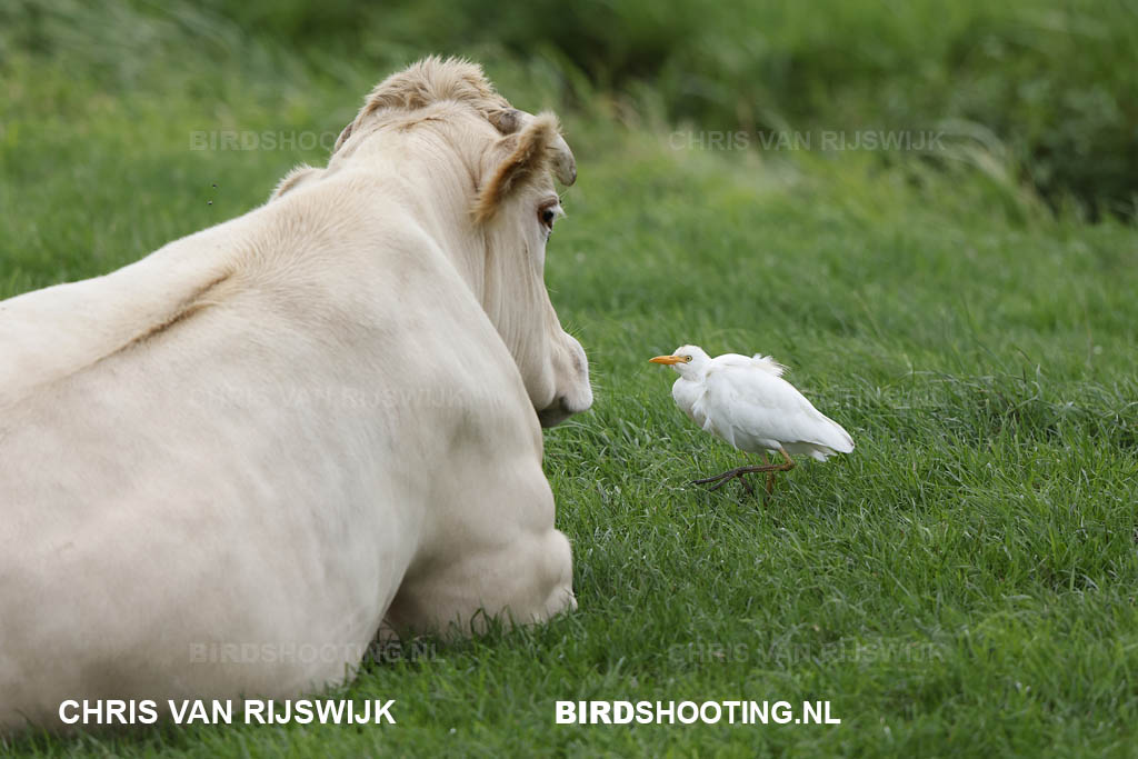 Koereiger 20 T4A9390 Rottemeren