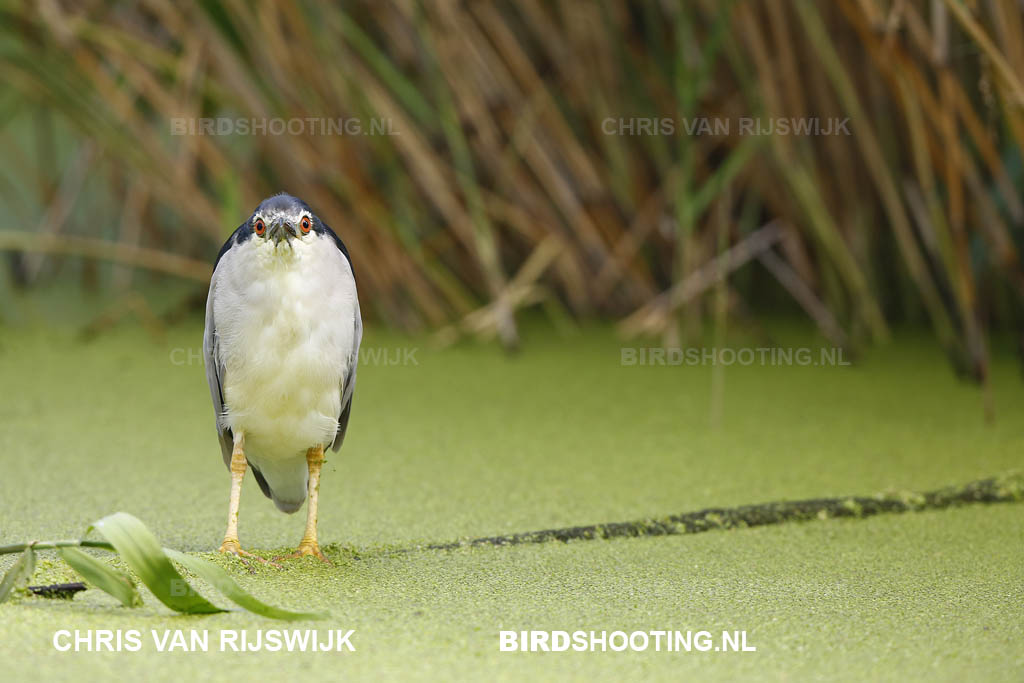 Kwak 17 R9A8532 Alphen aan den Rijn