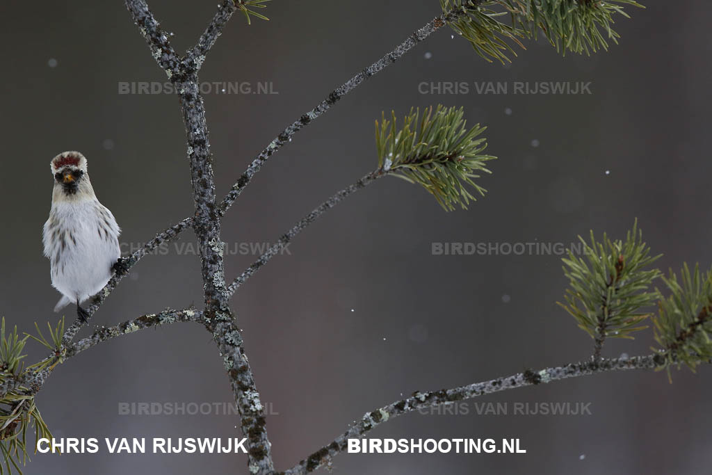 Witstuitbarmsijs 15 R9A3689 Finland Kaamanen