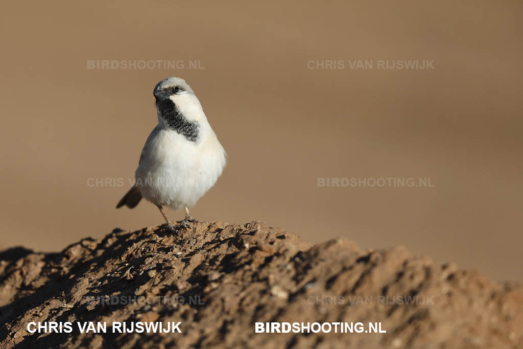 Woestijnmus 20 Z9A1487 Marokko Merzouga