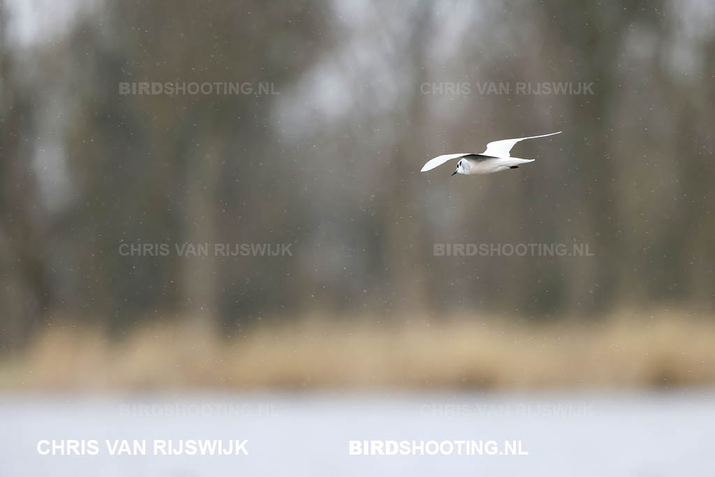 Dwergmeeuw 21 T4A6691 Rottemeren